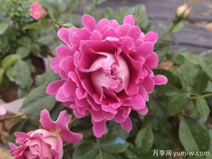 夢(mèng)幻褶邊月季，獨(dú)特花型，香氣四溢(圖3)