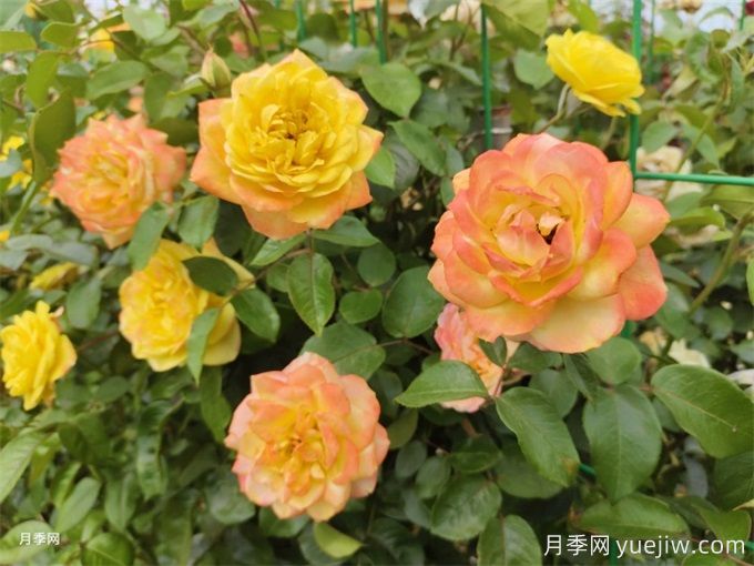 看古代人的養(yǎng)花真經(jīng)，現(xiàn)在依然管用(圖1)