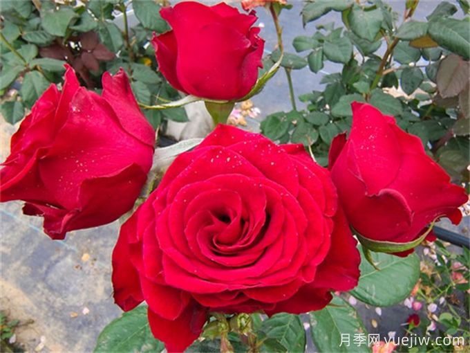 花店必備80種玫瑰花，開(kāi)始認(rèn)識(shí)多色切花月季(圖4)