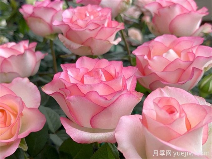 花店必備80種玫瑰花，開(kāi)始認(rèn)識(shí)多色切花月季(圖6)