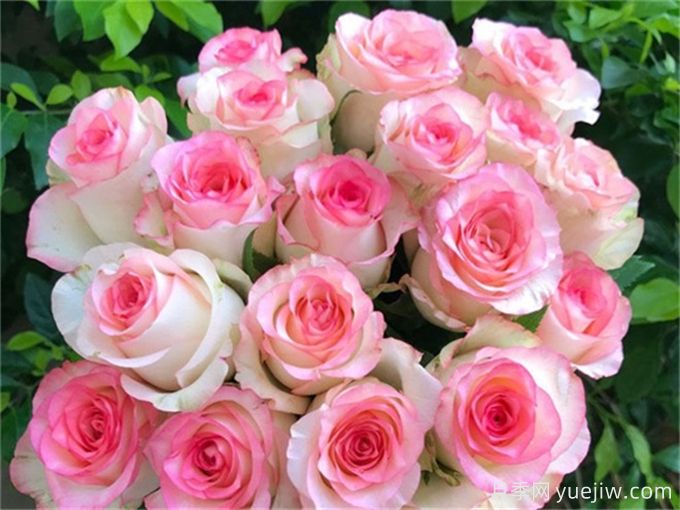 花店必備80種玫瑰花，開(kāi)始認(rèn)識(shí)多色切花月季(圖7)