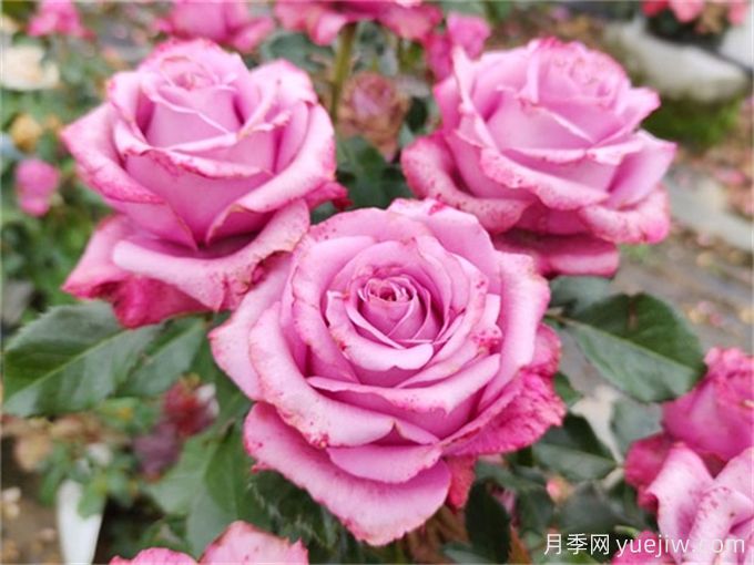 花店必備80種玫瑰花，開(kāi)始認(rèn)識(shí)多色切花月季(圖8)
