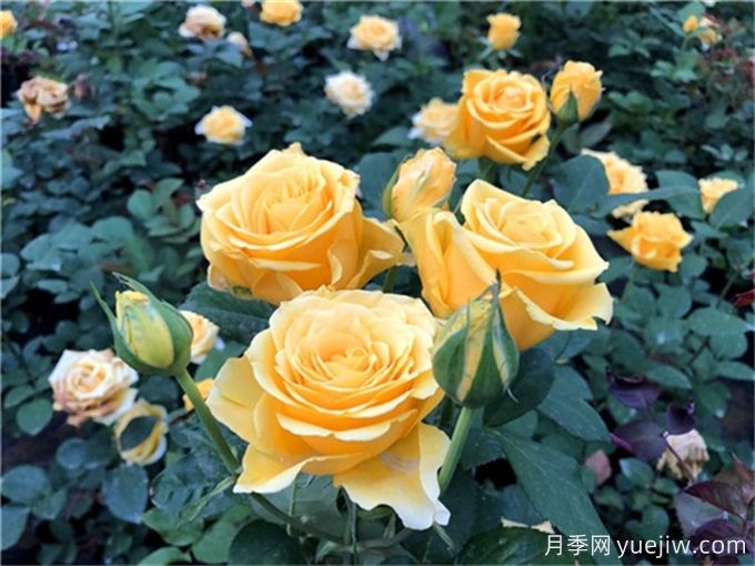 花店必備80種玫瑰花，開(kāi)始認(rèn)識(shí)多色切花月季(圖12)