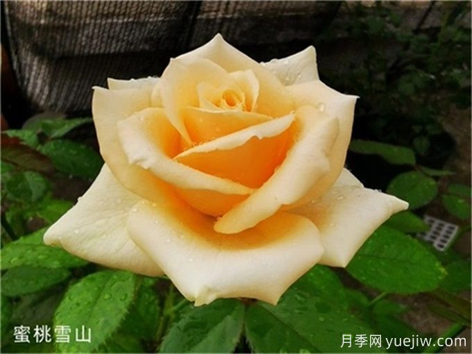 花店必備80種玫瑰花，開(kāi)始認(rèn)識(shí)多色切花月季(圖13)