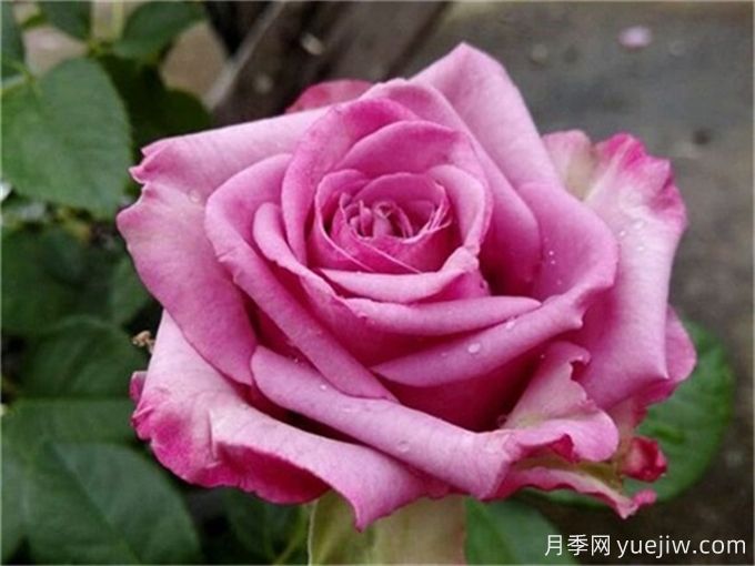花店必備80種玫瑰花，開(kāi)始認(rèn)識(shí)多色切花月季(圖17)