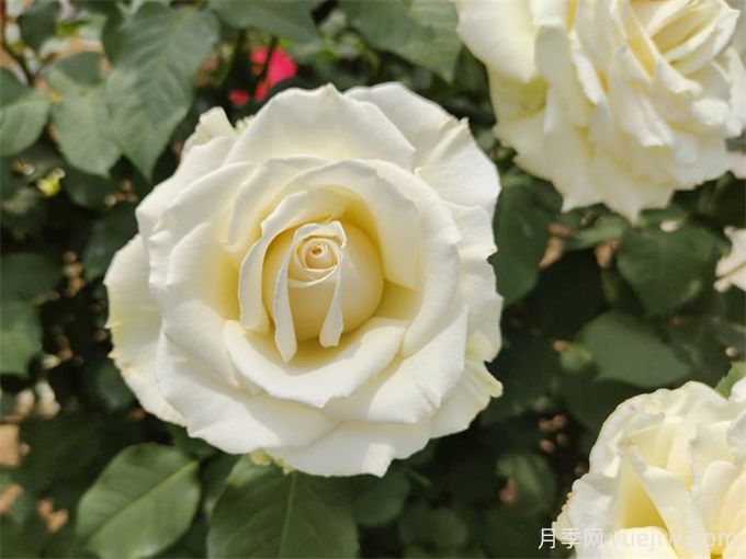 花店必備80種玫瑰花，開(kāi)始認(rèn)識(shí)多色切花月季(圖19)