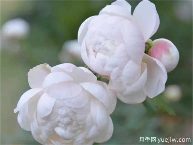 花店必備80種玫瑰花，開(kāi)始認(rèn)識(shí)多色切花月季(圖18)