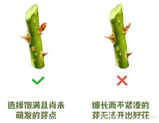 月季冬剪？修剪時間和重剪辦法(圖2)