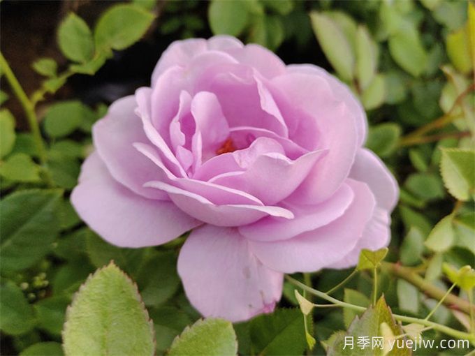 月季花也有缺點，避開這5個品種(圖3)