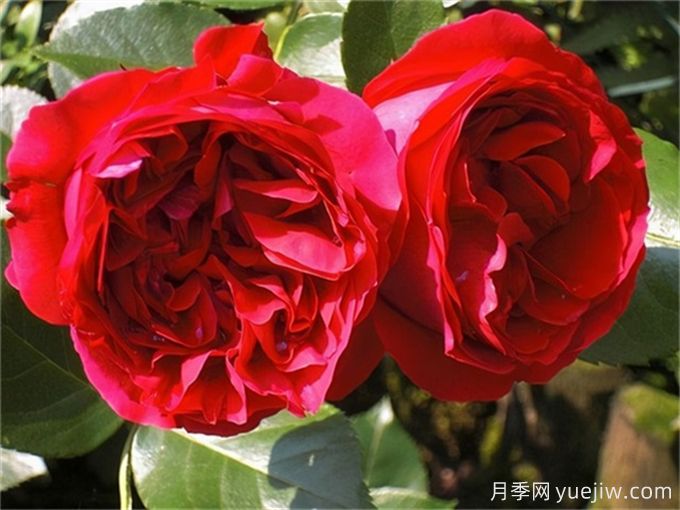 月季花也有缺點，避開這5個品種(圖2)