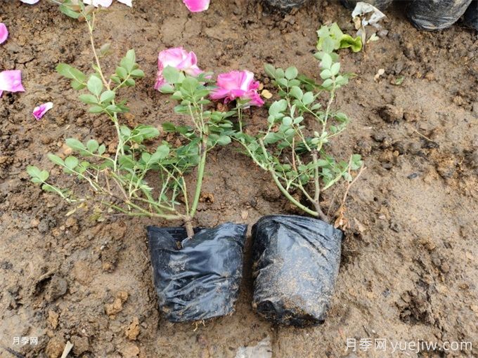月季苗種下去不發(fā)芽又沒死，是什么原因？(圖2)
