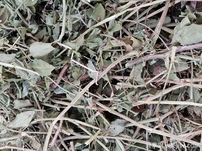 2024年南陽(yáng)優(yōu)質(zhì)花生秧草粉開(kāi)始供應(yīng)(圖4)