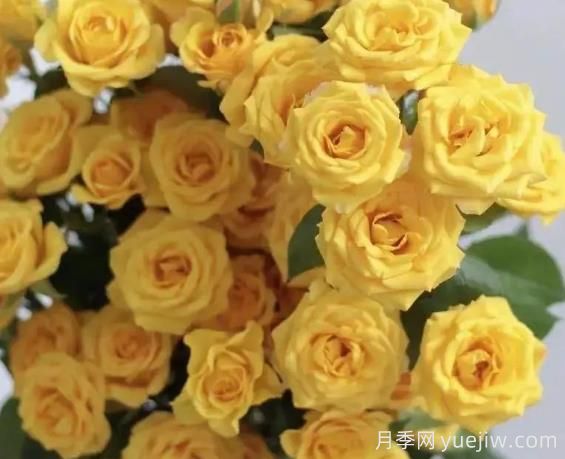夢(mèng)幻芭比月季，夢(mèng)幻般明亮的黃色芭比(圖1)