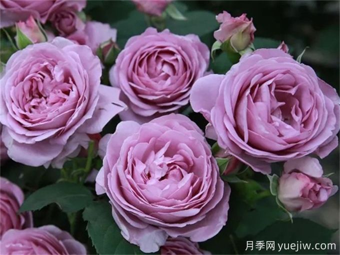 令人無(wú)法抗拒的藍(lán)色月季品種合集(圖1)