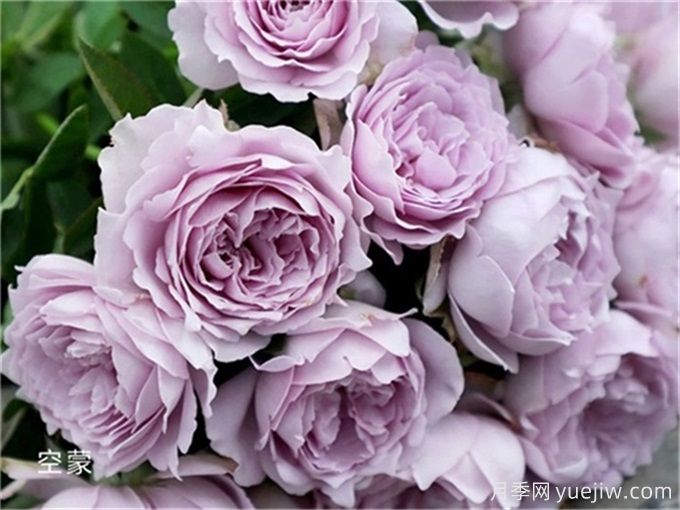 名字好聽顏值又高的月季花(圖1)