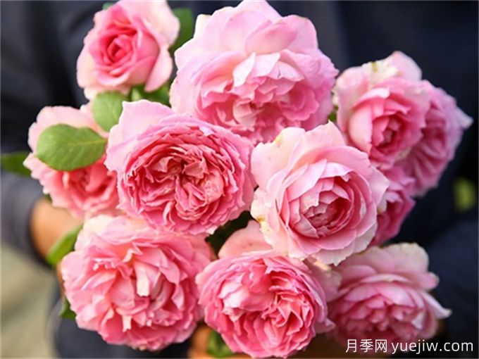 名字好聽顏值又高的月季花(圖3)
