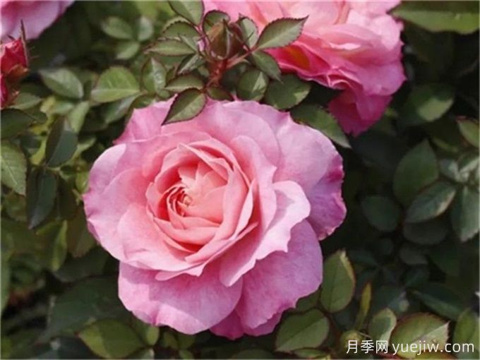 海神王陽臺月季，花量豐富花期長，陽臺黨喜愛(圖1)