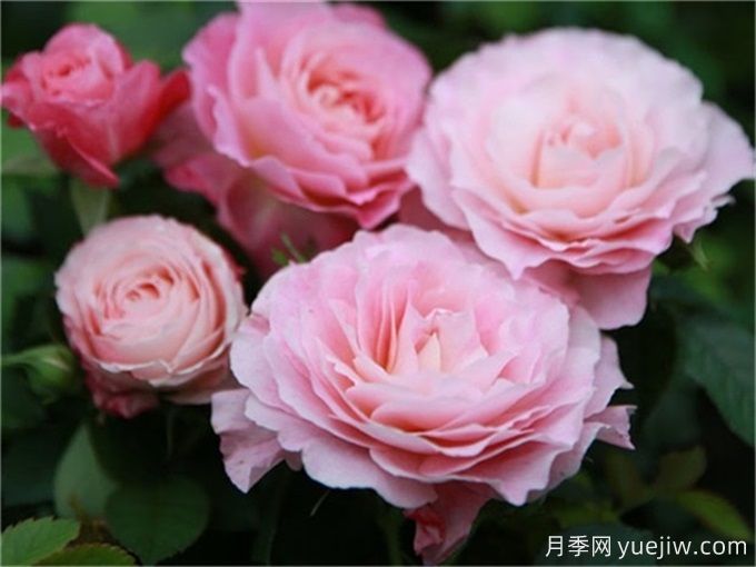 海神王陽臺月季，花量豐富花期長，陽臺黨喜愛(圖2)