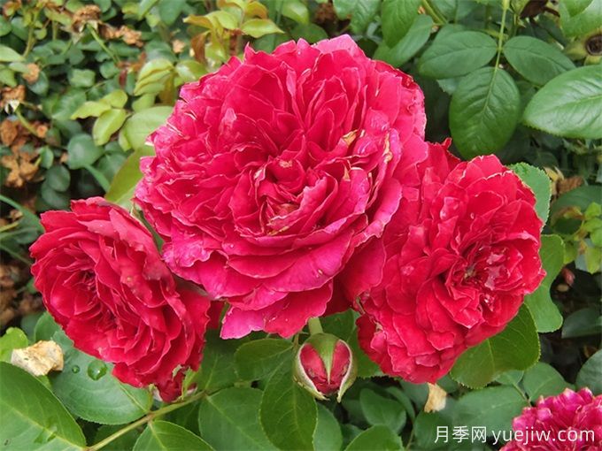 常見園林植物整形修剪—?現(xiàn)代月季(圖1)