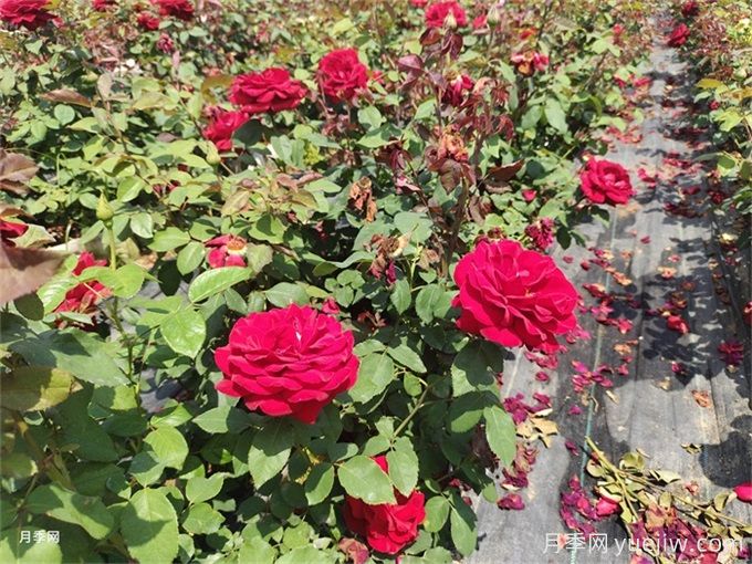 家里月季花葉子變黃，原來(lái)是因?yàn)檫@5個(gè)原因(圖1)