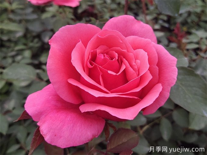 推薦10種大花月季，每一款開花鮮艷，香味清新(圖1)