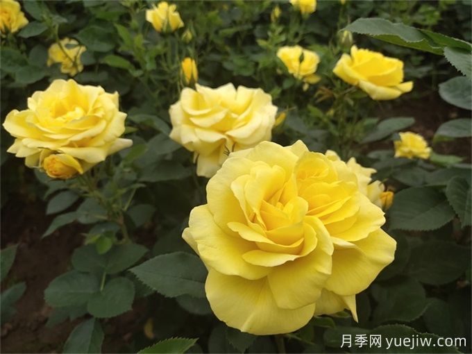 推薦10種大花月季，每一款開花鮮艷，香味清新(圖2)