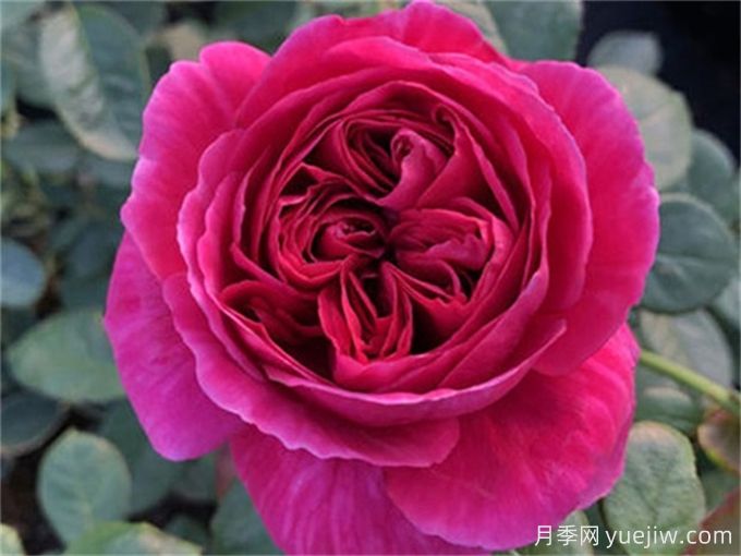 伊芙酒窖月季，花香迷人養(yǎng)護簡單(圖1)