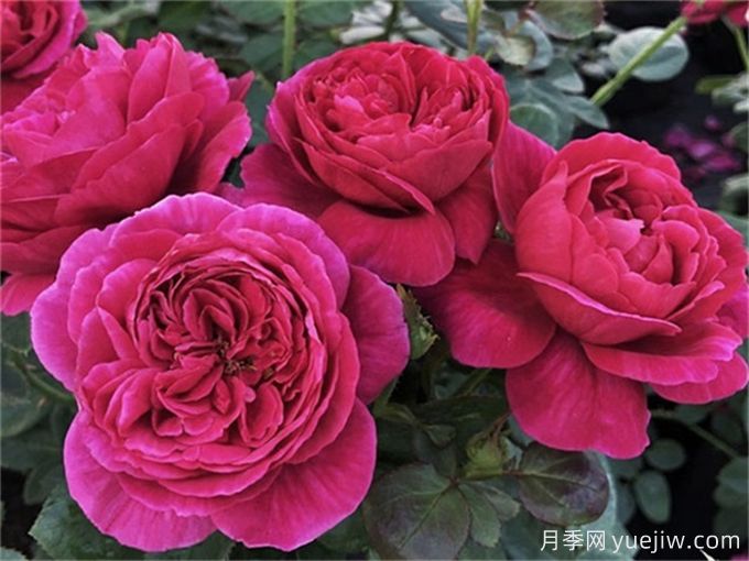 伊芙酒窖月季，花香迷人養(yǎng)護簡單(圖2)