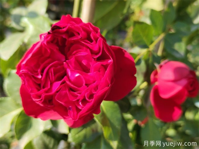 紅色龍沙寶石月季，耐熱抗病的藤本月季(圖1)