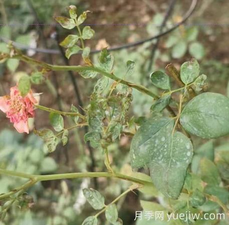 想要月季秋花開的美，關(guān)鍵是防治薊馬(圖1)