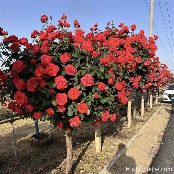 不論有沒有院子，都要養(yǎng)一棵樹狀月季(圖1)