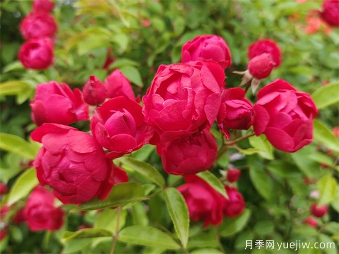 10種以香為名的花，香氣特別(圖1)