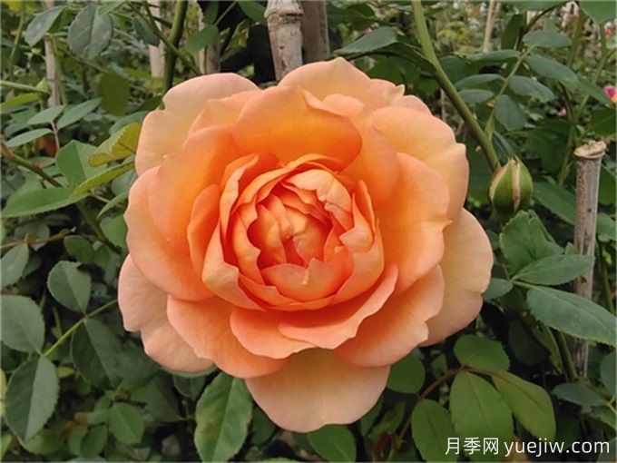 推薦3種爬藤月季，長勢旺盛，打造月季花墻(圖1)