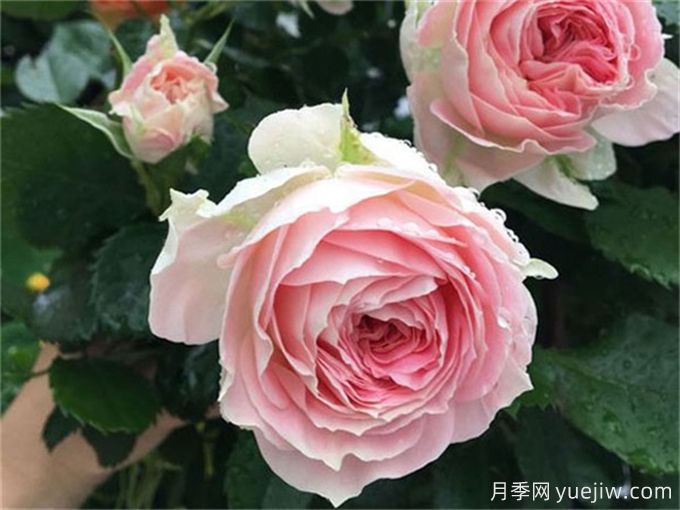 推薦15款經(jīng)典灌木月季品種，好看好養(yǎng)，有藤本和微月(圖2)