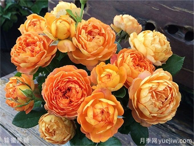 推薦15款經(jīng)典灌木月季品種，好看好養(yǎng)，有藤本和微月(圖4)