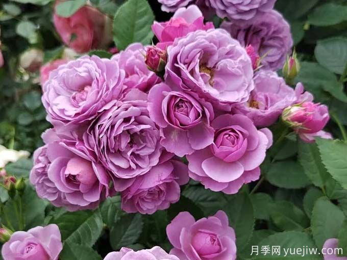 推薦15款經(jīng)典灌木月季品種，好看好養(yǎng)，有藤本和微月(圖6)