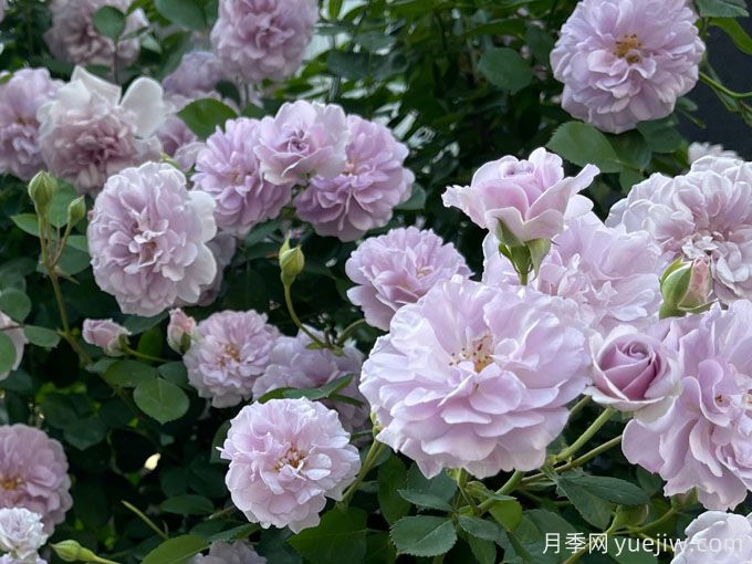 藍(lán)色陰雨月季，花量大、長勢快、花色清新(圖1)