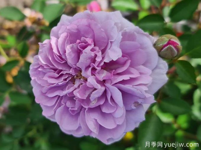 藍(lán)色陰雨月季，花量大、長勢快、花色清新(圖2)