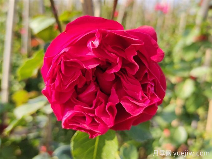 5個(gè)藤本月季，讓你得到一個(gè)花開不斷的夏天(圖2)