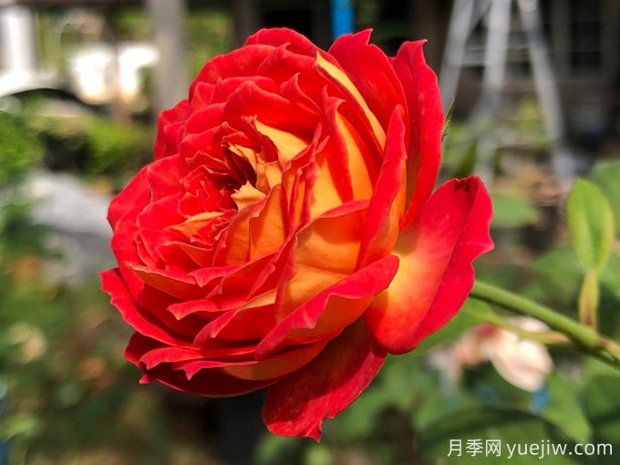 5個(gè)藤本月季，讓你得到一個(gè)花開不斷的夏天(圖1)