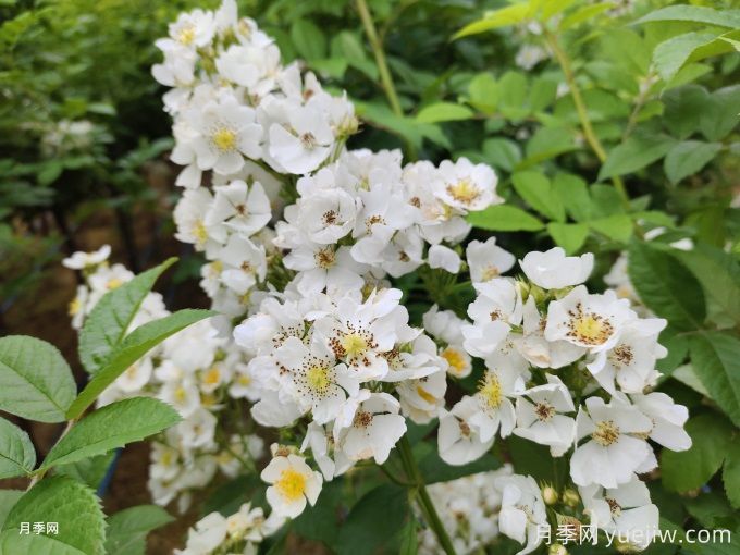 薔薇的繁殖方法有哪些？薔薇花的養(yǎng)護方法(圖2)