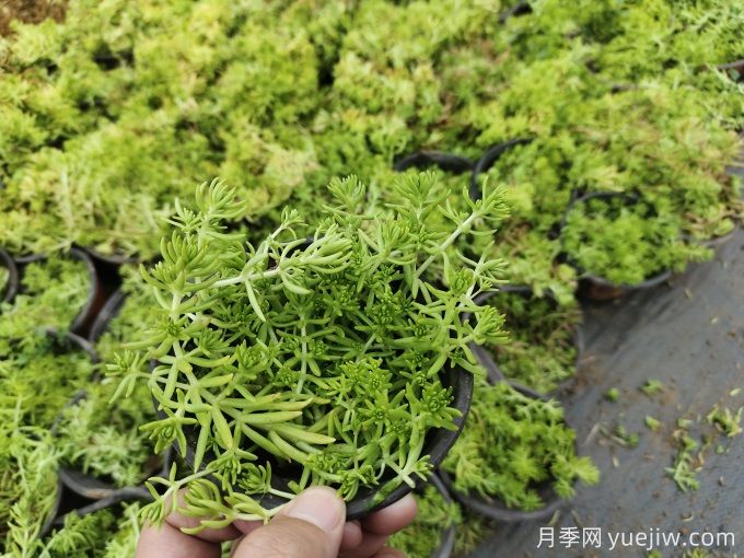 花境10種打底氛圍植物識別與應(yīng)用(圖1)