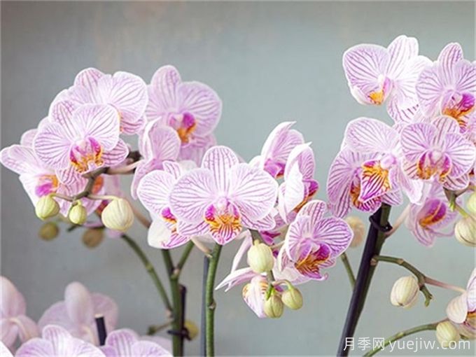 蘭花的花語(yǔ)和象征意義(圖1)