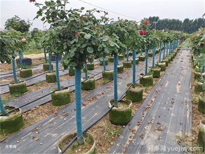 河南南陽月季批發(fā)價(jià)格_基地圖片_月季產(chǎn)地報(bào)價(jià)表(圖4)