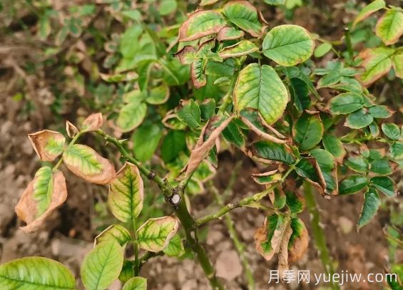 地栽月季大面積枯萎，到底是什么原因？(圖1)
