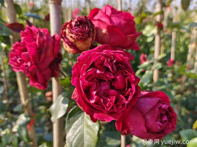 紅色龍沙寶石月季花朵打不開怎么回事？(圖1)