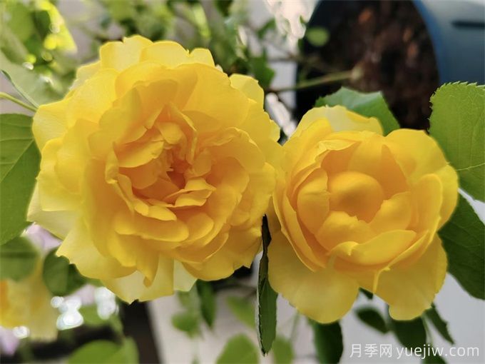 推薦7個(gè)花期超長(zhǎng)的月季品種，而且勤花多頭(圖1)