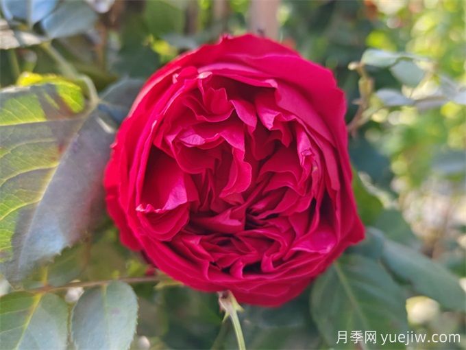 推薦7個(gè)花期超長(zhǎng)的月季品種，而且勤花多頭(圖6)