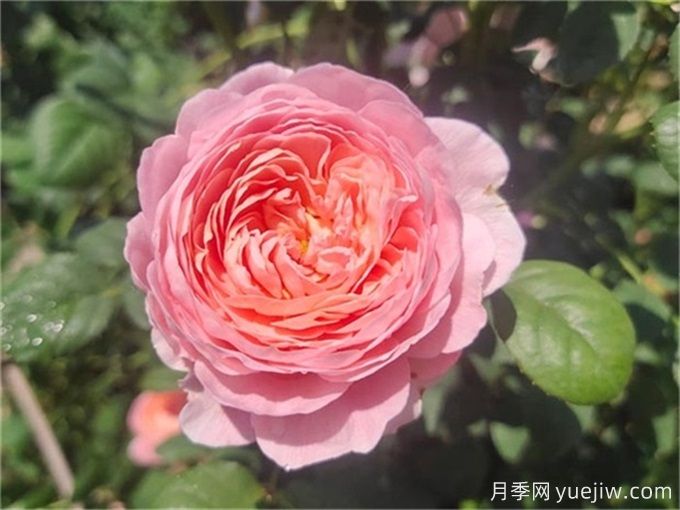 花期超長(zhǎng)的3個(gè)月季花，你一定會(huì)愛(ài)上它們(圖1)