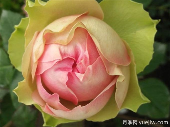 推薦花期超長(zhǎng)的8種月季(圖4)